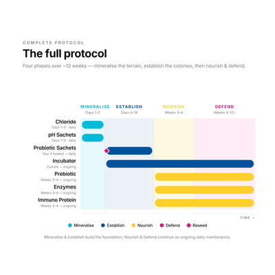 How the Complete Protocol works — the four MEND phases sequenced